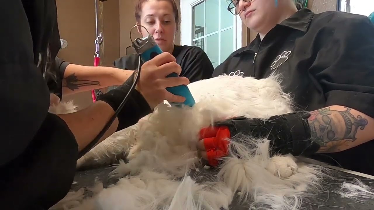 Cat grooming,  matted lion trim on a Maine Coon