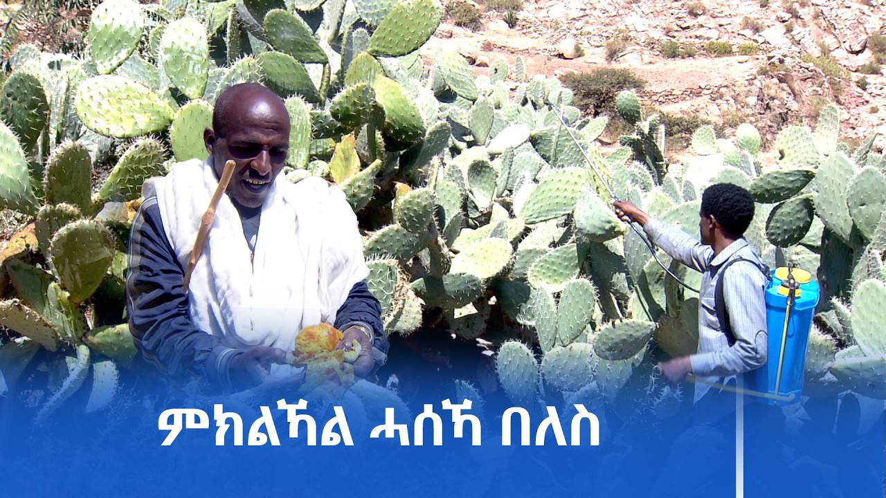 ቢሮ ሕርሻን ሃፍቲ ተፈጥሮን ትግራይ ሓሰኻ በለስ ኮችኔል ንምጥፋእ  ይሰርሕ ምህላዉ ገሊፁ።
