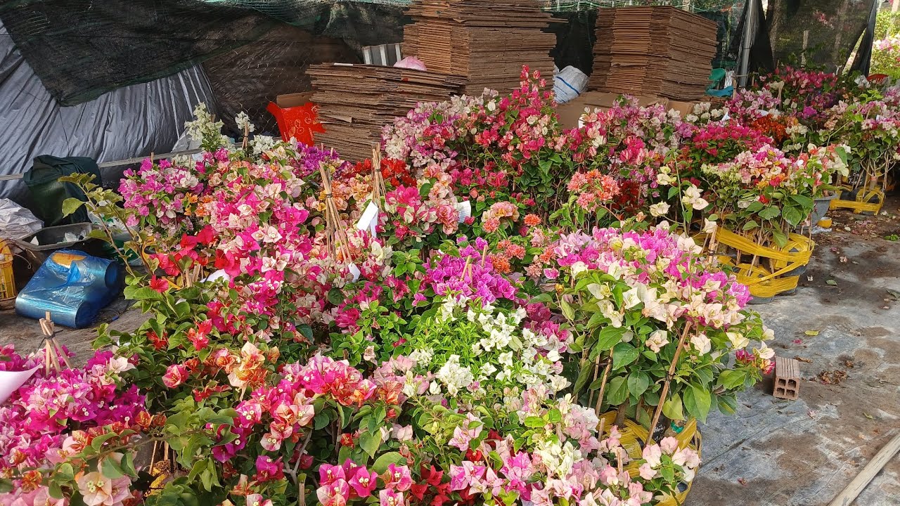Giao lưu hoa giấy ghép hom các loai hoa giấy rin nguyên bản đt 0939387479