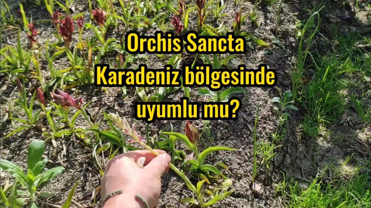 Orchis Sancta ( P&uuml;ren Salebi) Karadeniz B&ouml;lgesinde tarımı yapılmalı mı? Salep yetiştiriciliği