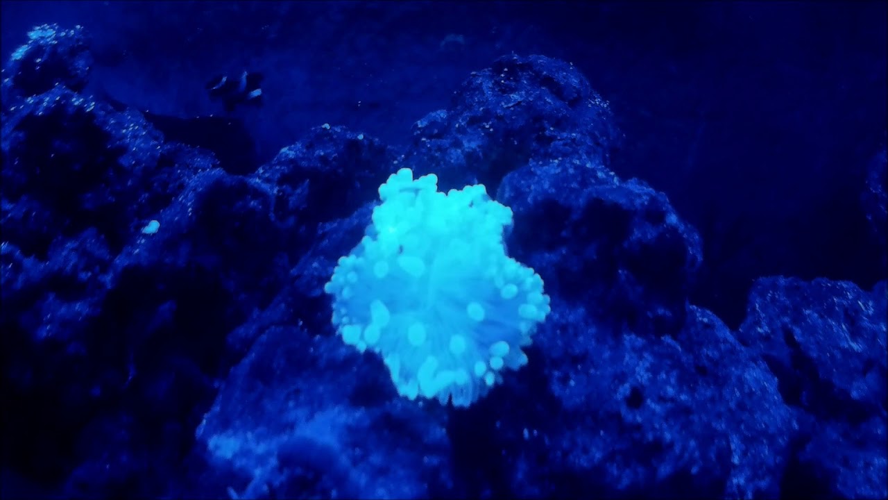 Green Bubble Tip Anemone Moving Around The Tank