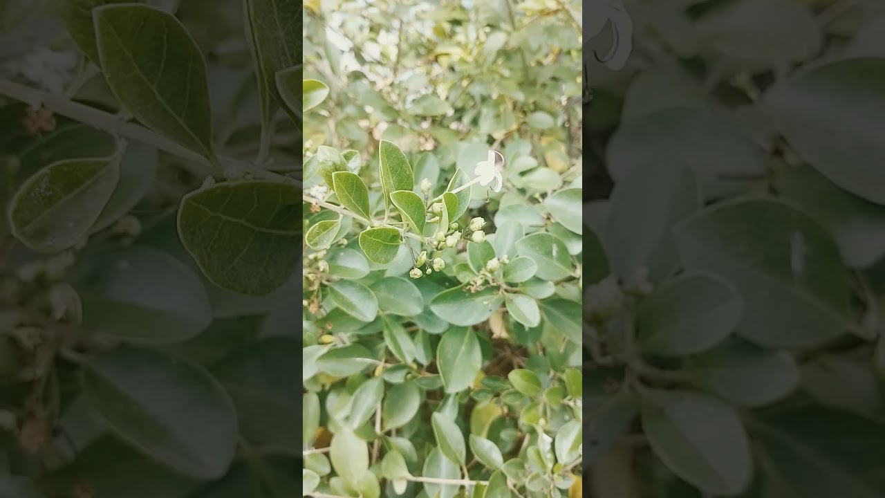 #peenarisangu #hairregrowth #herbhelp