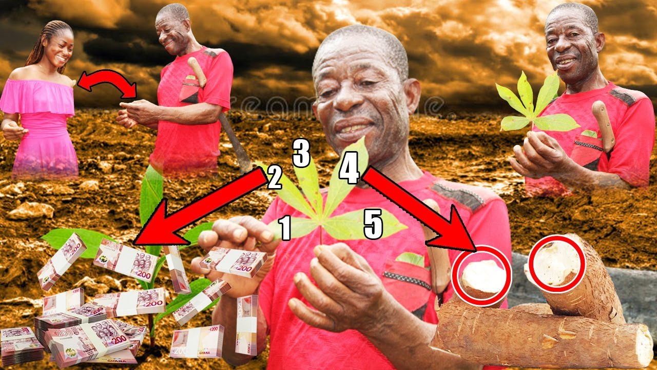 HOW TO USE CASSAVA LEAVES TO COLLECT MONEY FROM SOMEONE FAST, DEEP MYSTERIES BEHIND CASSAVA STICKS.