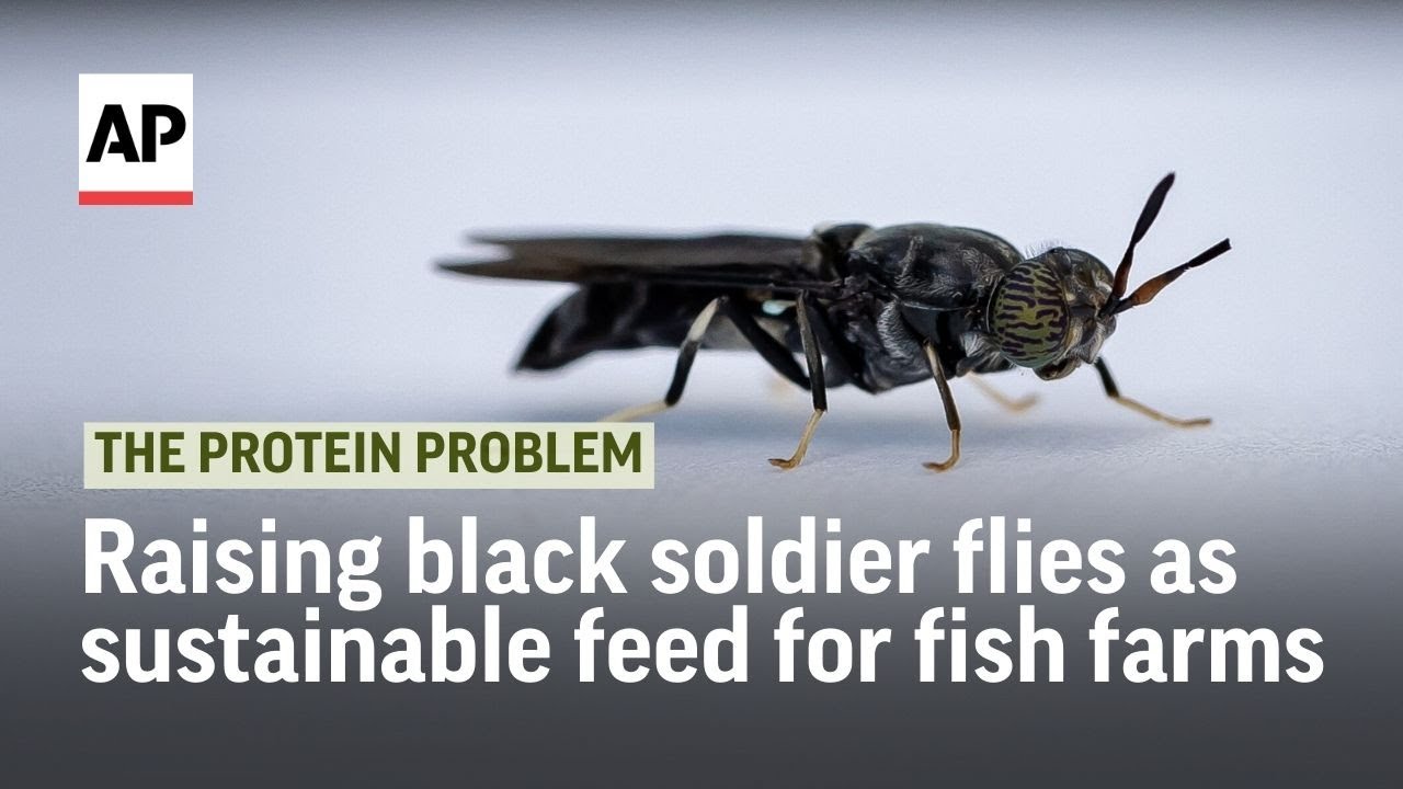 Raising black soldier flies as sustainable feed for fish farms | The Protein Problem
