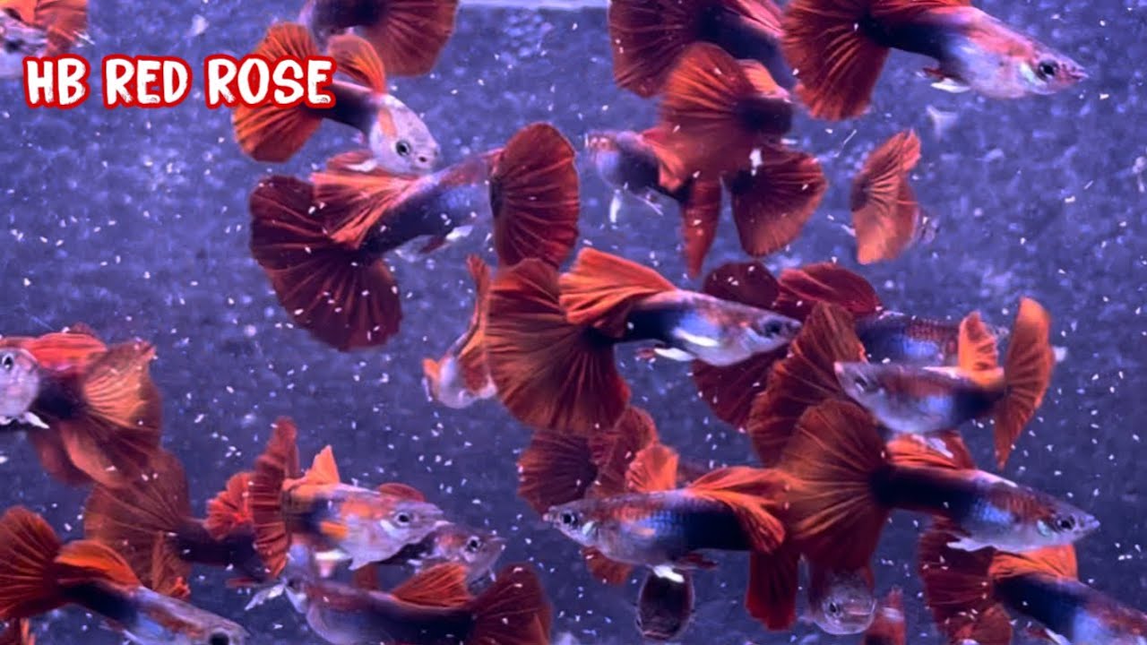 L&ecirc;n Lại Nhiều D&ograve;ng C&aacute; 7 M&agrave;u Si&ecirc;u Rẻ | Guppy | Ph&uacute;c Phan TV