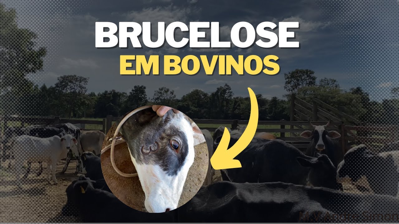 Brucelose, tudo que você precisa saber! | M.V André Simon