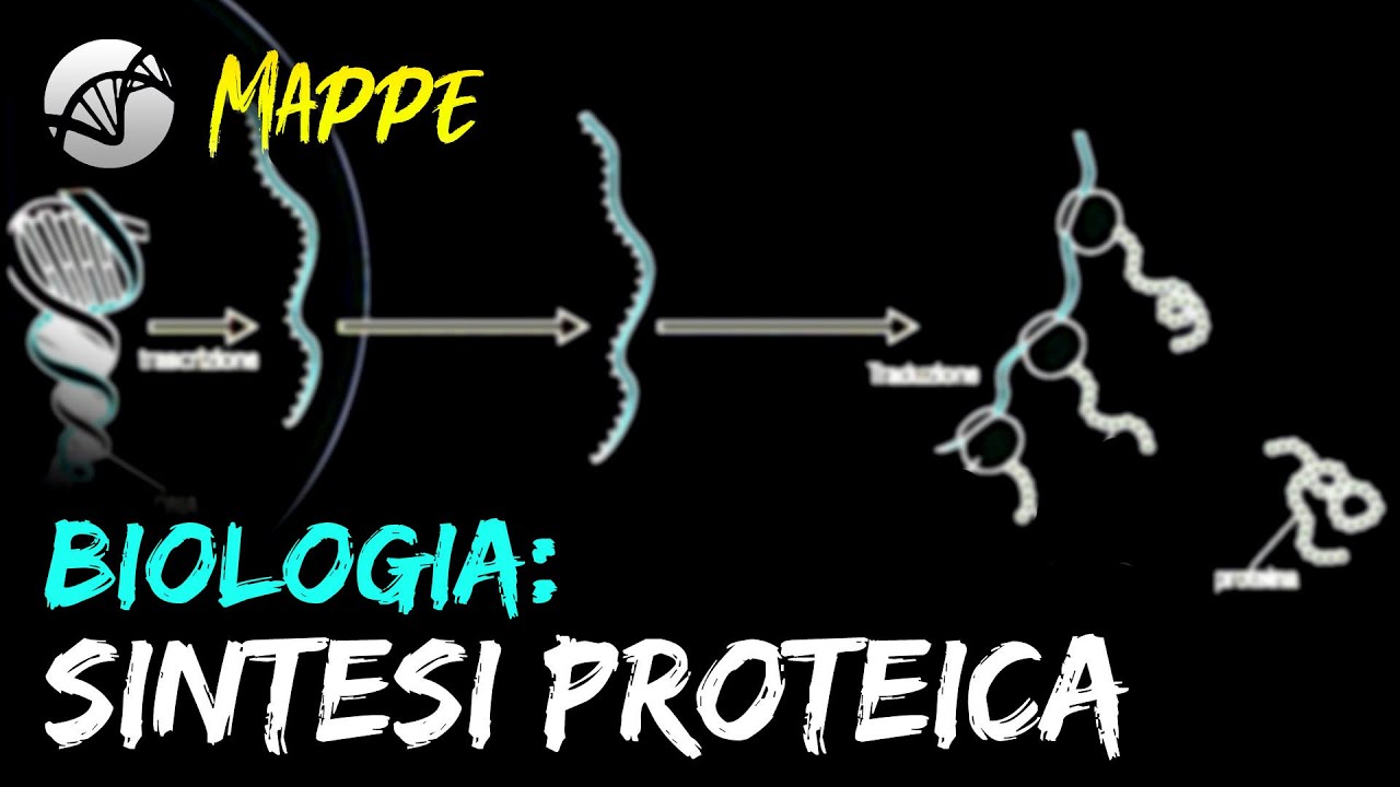 MAPPA: Biologia - La Sintesi Proteica