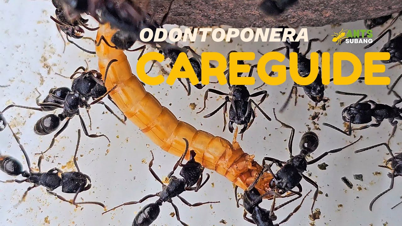 ODONTOPONERA DENTICULATA CARE GUIDE