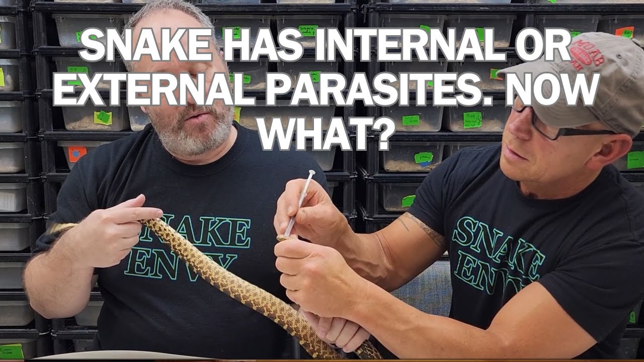 SNAKE MITES or worms can be scary, and threaten your snake's health. We show you options to treat.