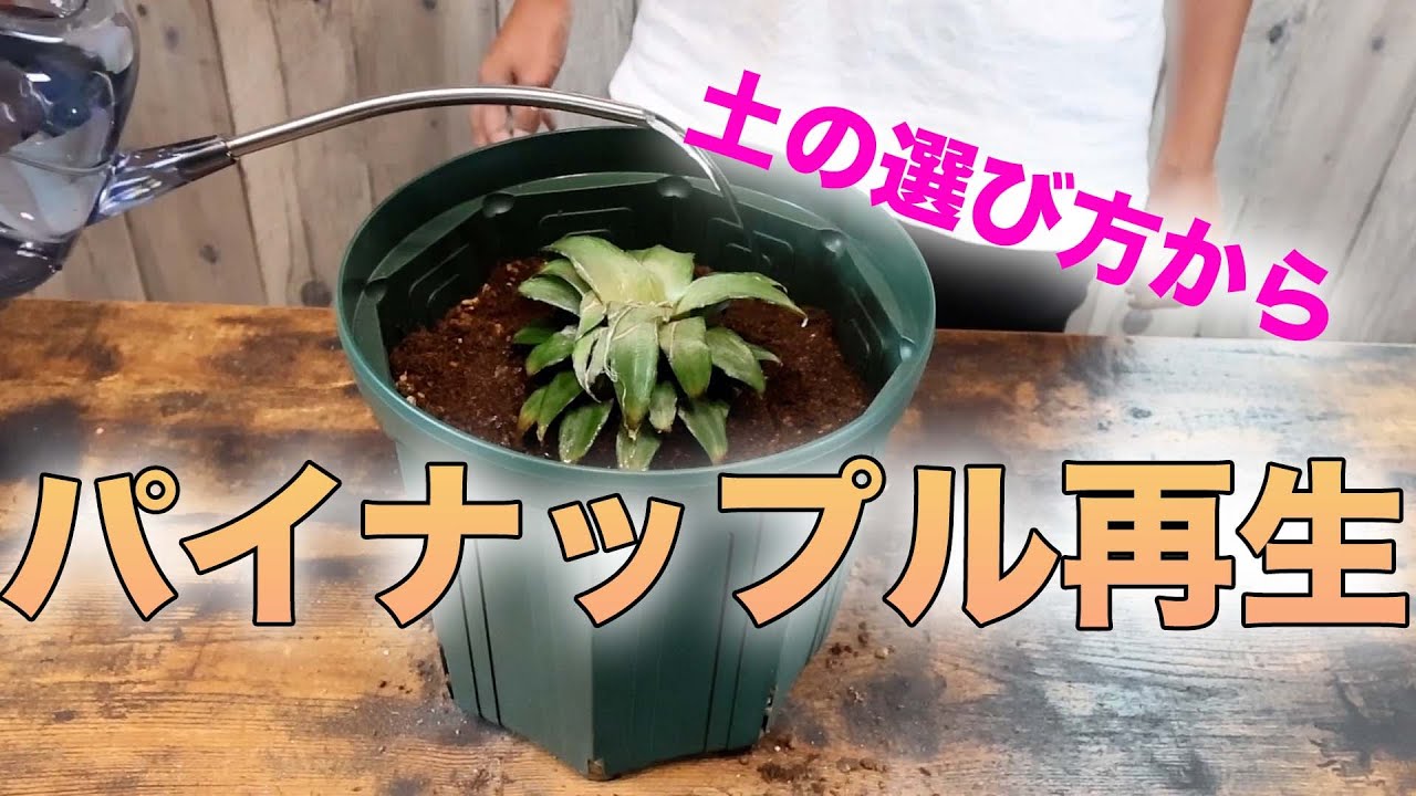 買ってきたパイナップルを再生させようとしたが…？