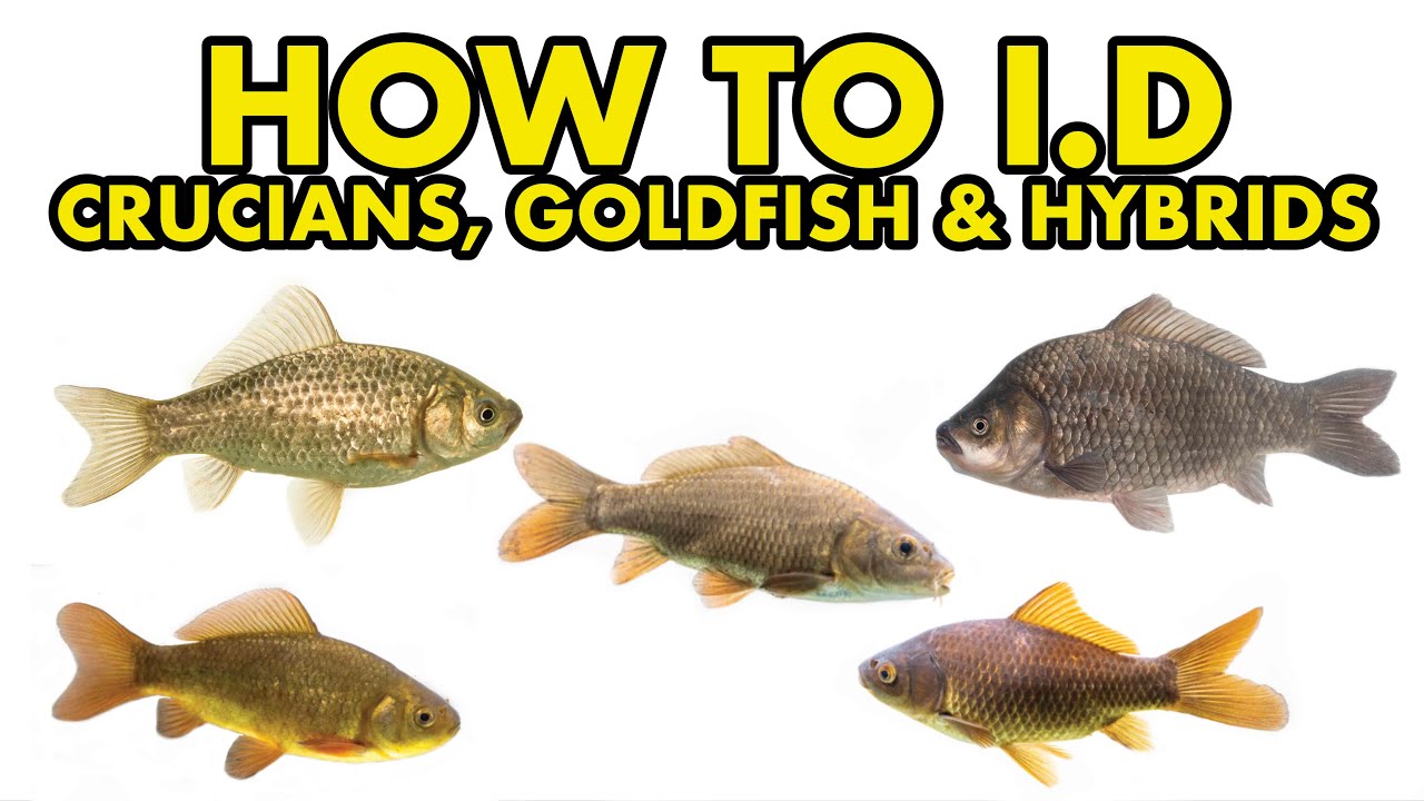 Crucian, Goldfish, Prussian Carp: HOW TO I.D
