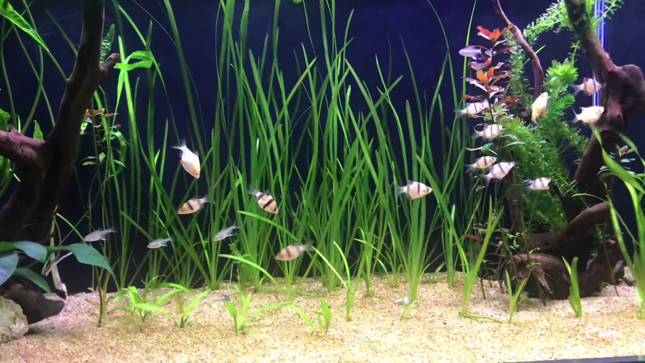 Lemon Tetra and Tiger Barbs Schooling