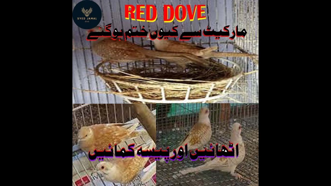 Red dove good earning business ! Home Birds Setup in Karachi ! Good business of Birds ! GOOD busines