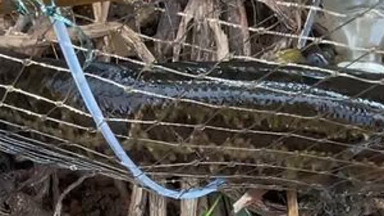 水库抓鱼去30远的市区卖一天能赚多少钱？#户外捕鱼 #黑鱼 #塘角鱼 #鲫鱼 #罗非