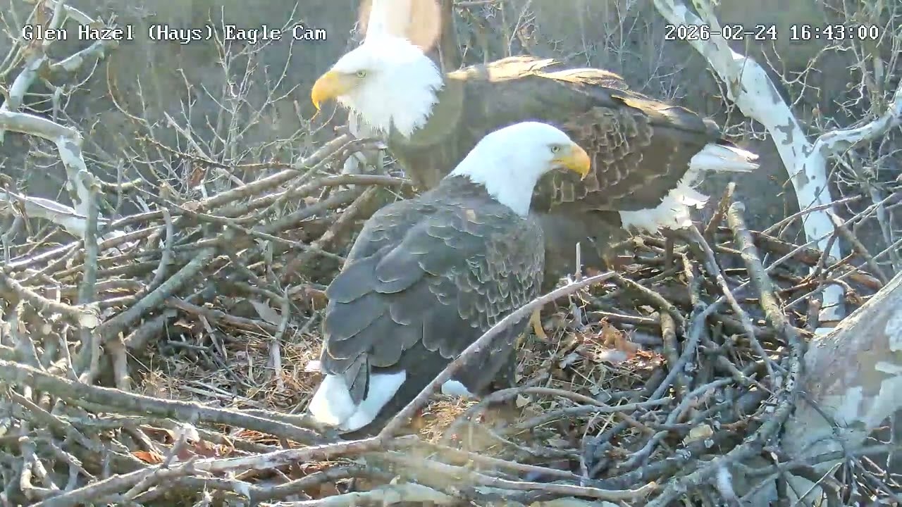 Glen Hazel Bald Eagles HM2 sees Egg 1 for first time 16:42:45 2.24.26