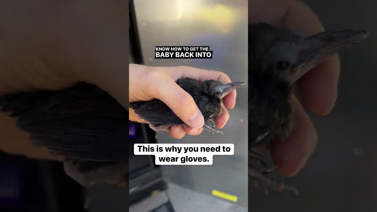 🆘 what do we do!? #babybird #grackle #wildlife #suggestionswelcome #help #questions #bird #birds