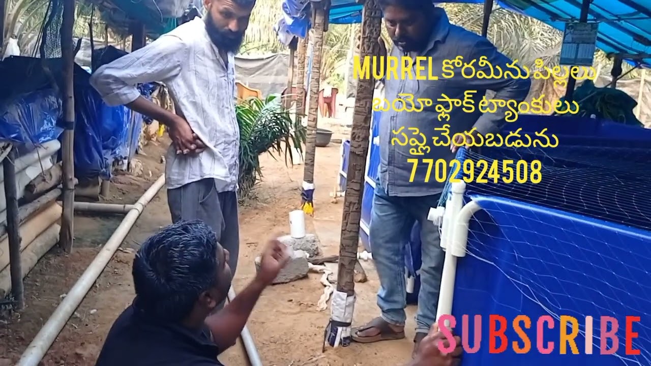 #murrel #కొరమేను పిల్లలు bioflock tankulu సప్లై చేయబడును నూజివీడు గొల్లపల్లి 7702924508