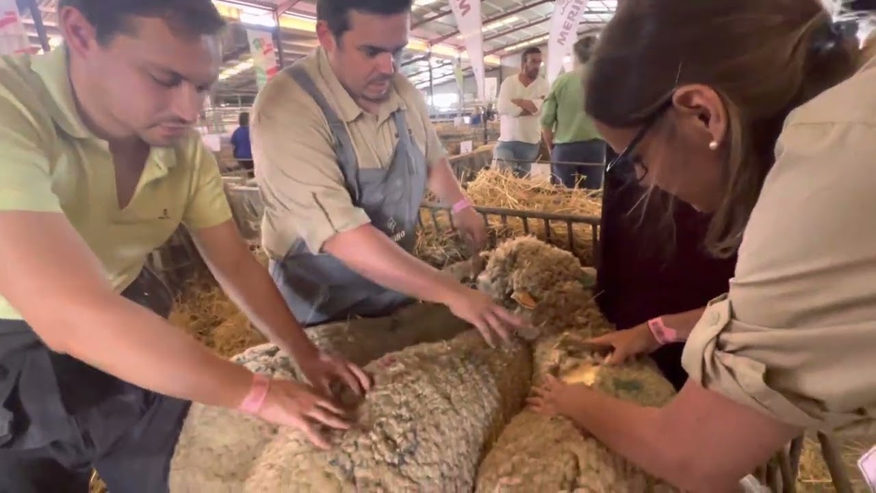 El secreto detrás del éxito de la raza Merino - Descubre cómo se valora su lana