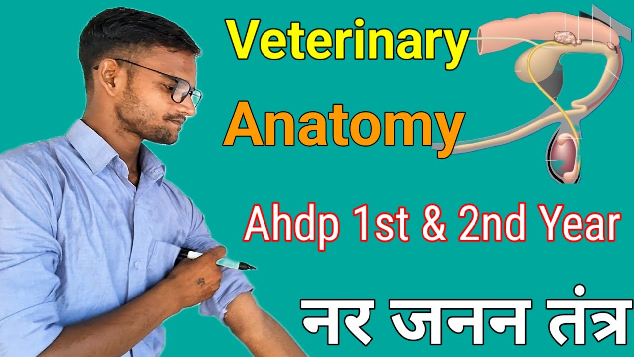 29 Male Reproductive System in Veterinary Anatomy  | नर जनन तंत्र | viralvideo #viralvideo #anatomy