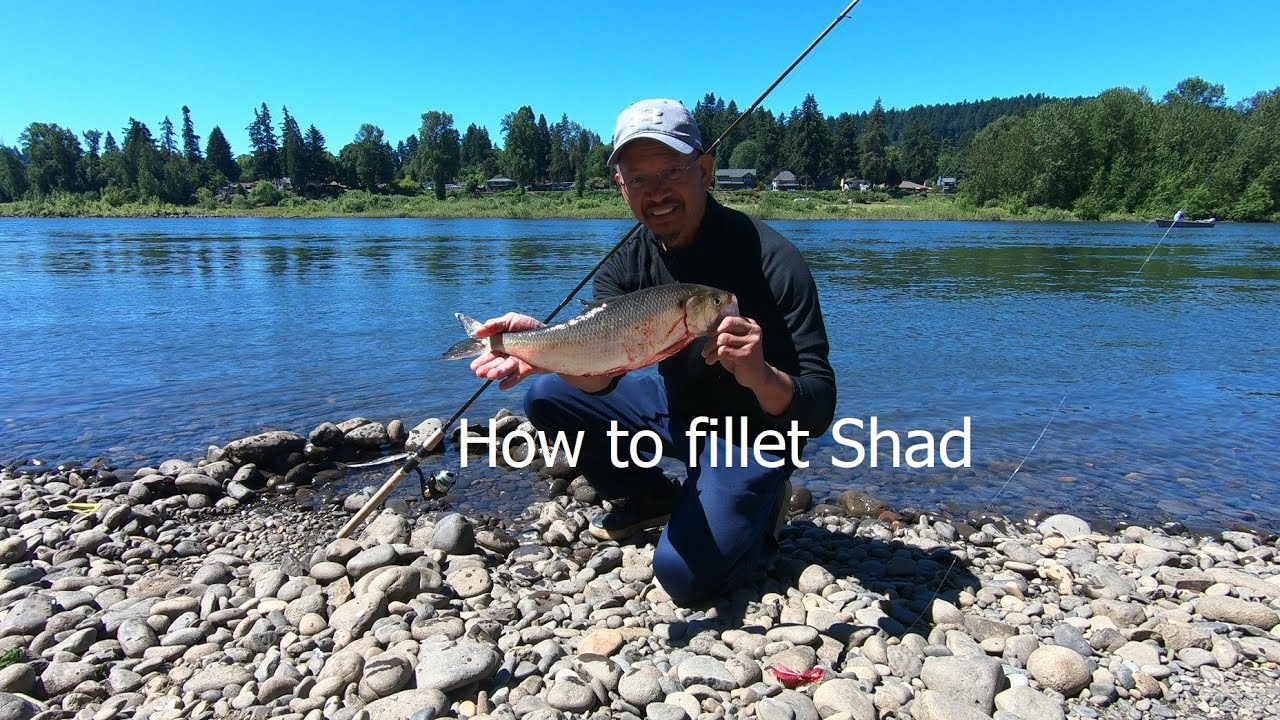 How to fillet Shad - Part 1 (Episode 3)