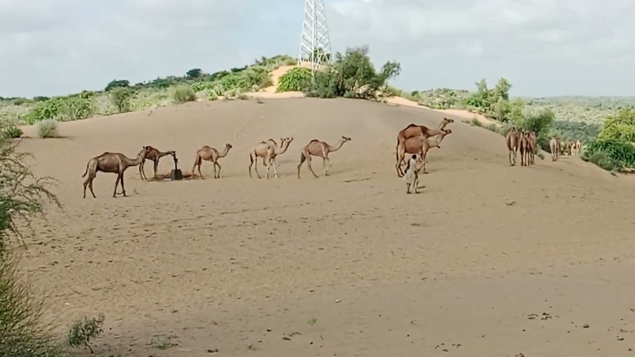 Camello travelling#trabling #vairalvideo enjoy desert Life 