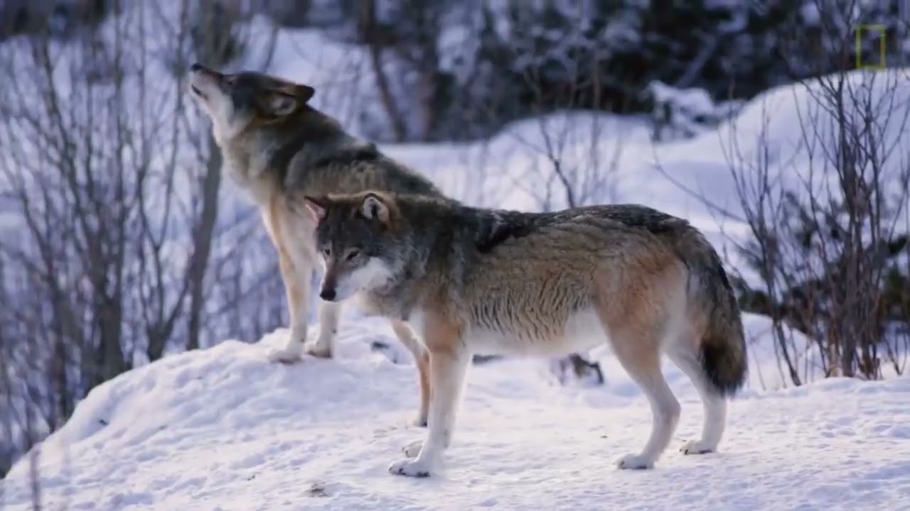 Evolutionary Psychology of Cats and Dogs