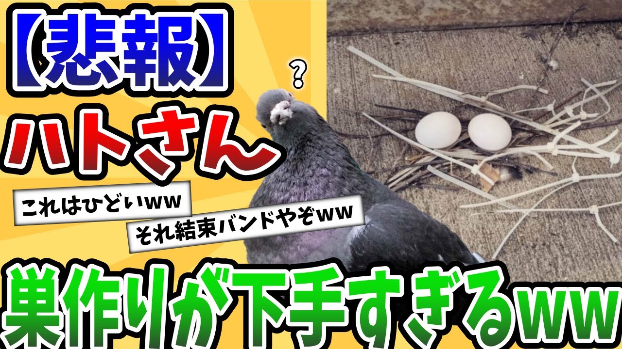 【2ch動物スレ】ハトさん、巣作りが雑すぎるwwww