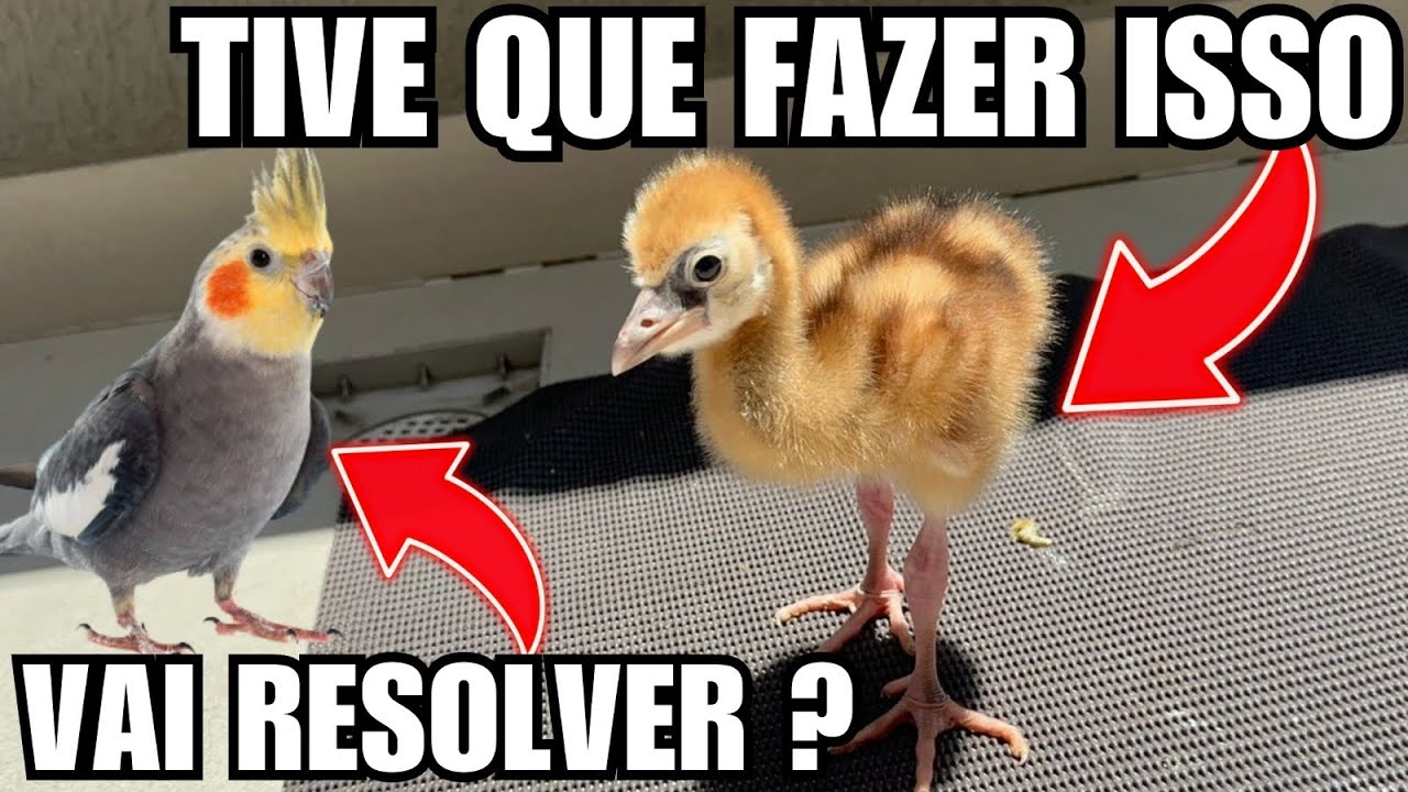 Preocupado com filhote de grou | Manejo para reprodução de calopsita | Aves chocando | Aves Recriar