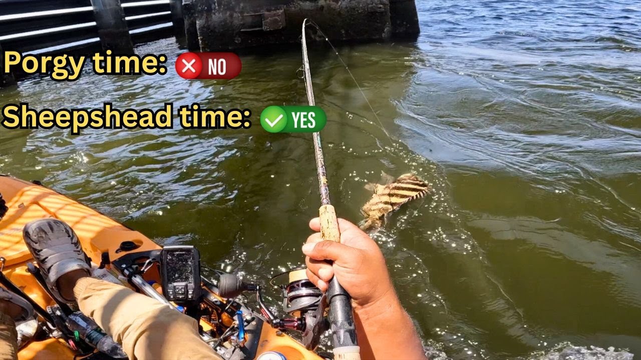 Sheepshead Fishing in Jamaica Bay, NY. It’s arm  day!