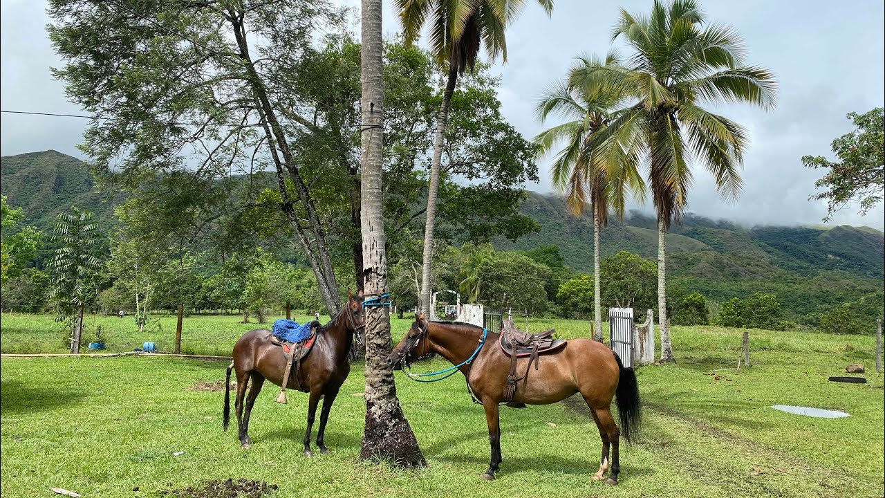 FINCAS DEL OLIMPO - Venta de Fincas en el Carmen de Apicalá. 3188225625