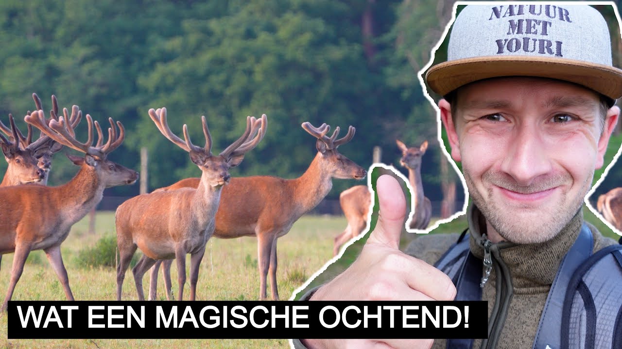 #365: Het wild van de Veluwe 🐗🦌 Pt. 2 | Sony A7 IV