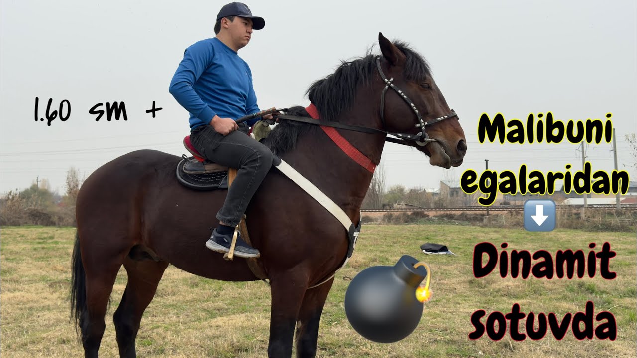 Dinamit laqabli ot sotuvda