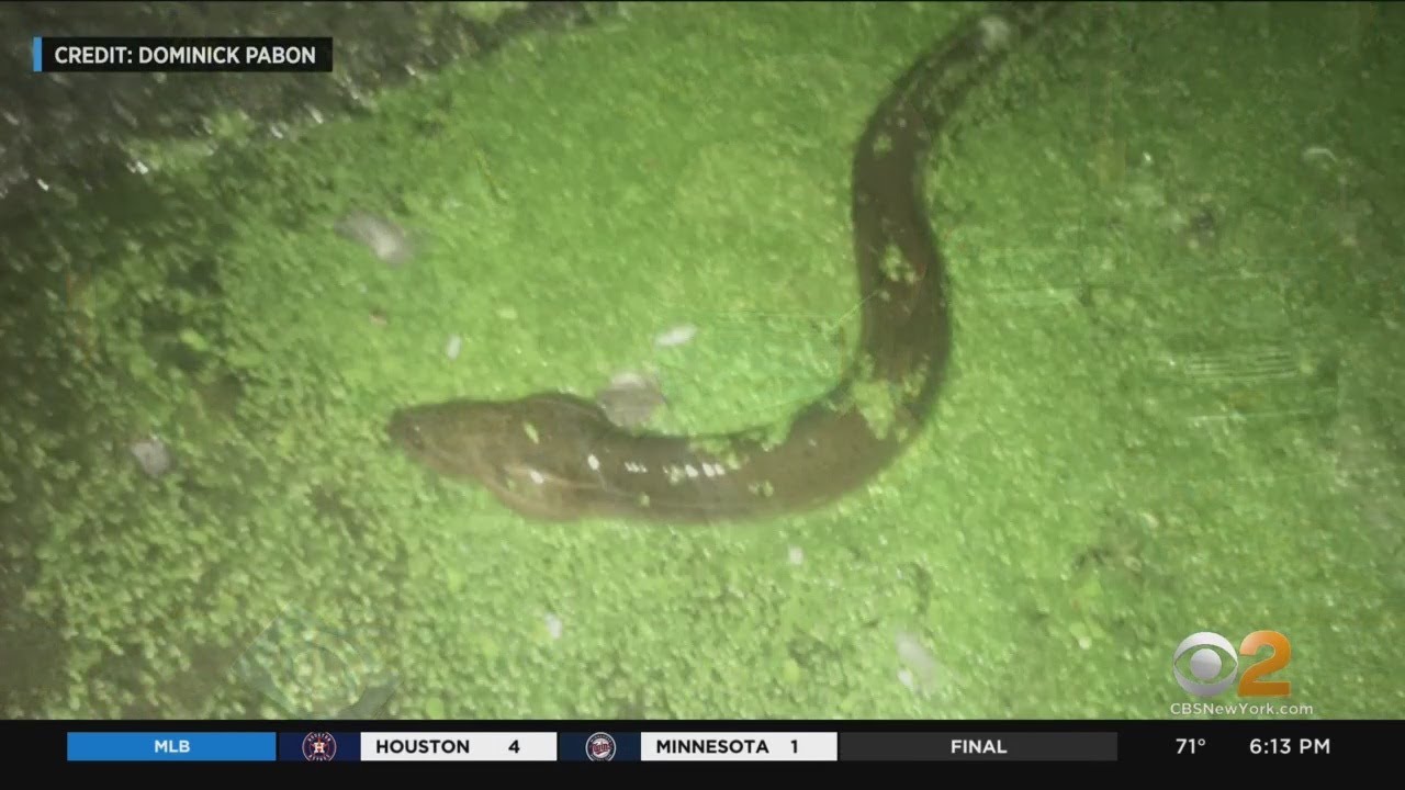 Man Caught Throwing Eels Into Prospect Park Lake