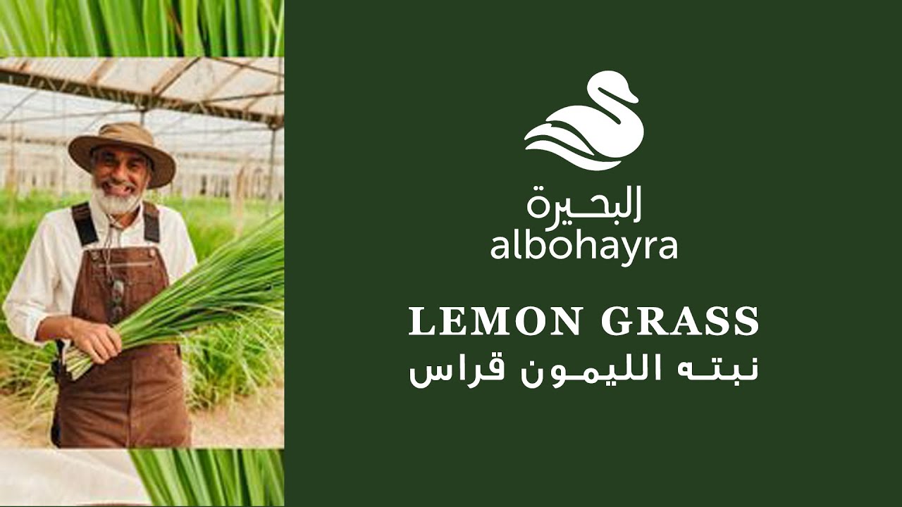 Albohayra 🌿 -  Lemon grass With uncle BoOthman | نبته الليمون قراس مع العم بوعثمان 😍🌿