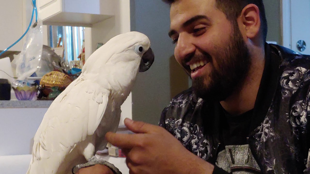Hi Joseph 🤩 funny Cockatoo Joseph welcoming Arvin 🤗