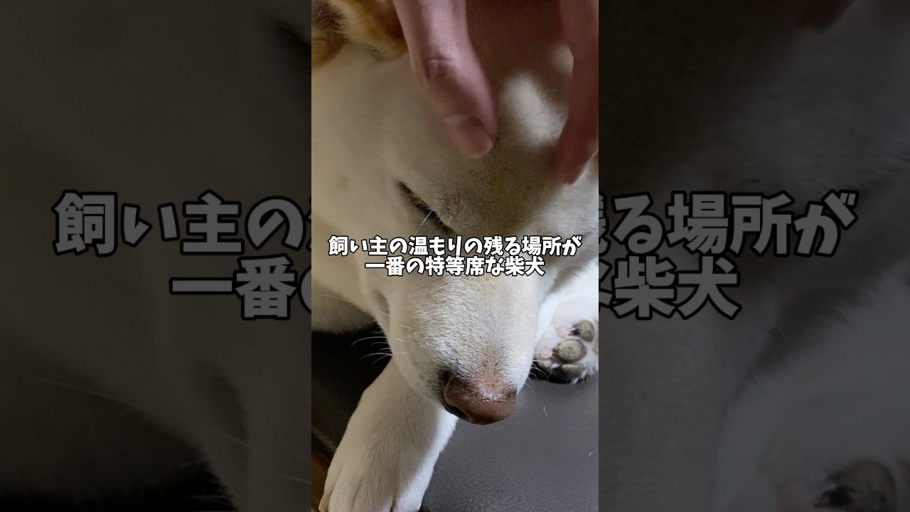 飼い主の温もりが残る場所が大好きすぎる柴犬　#shorts #柴犬 #犬 #dog