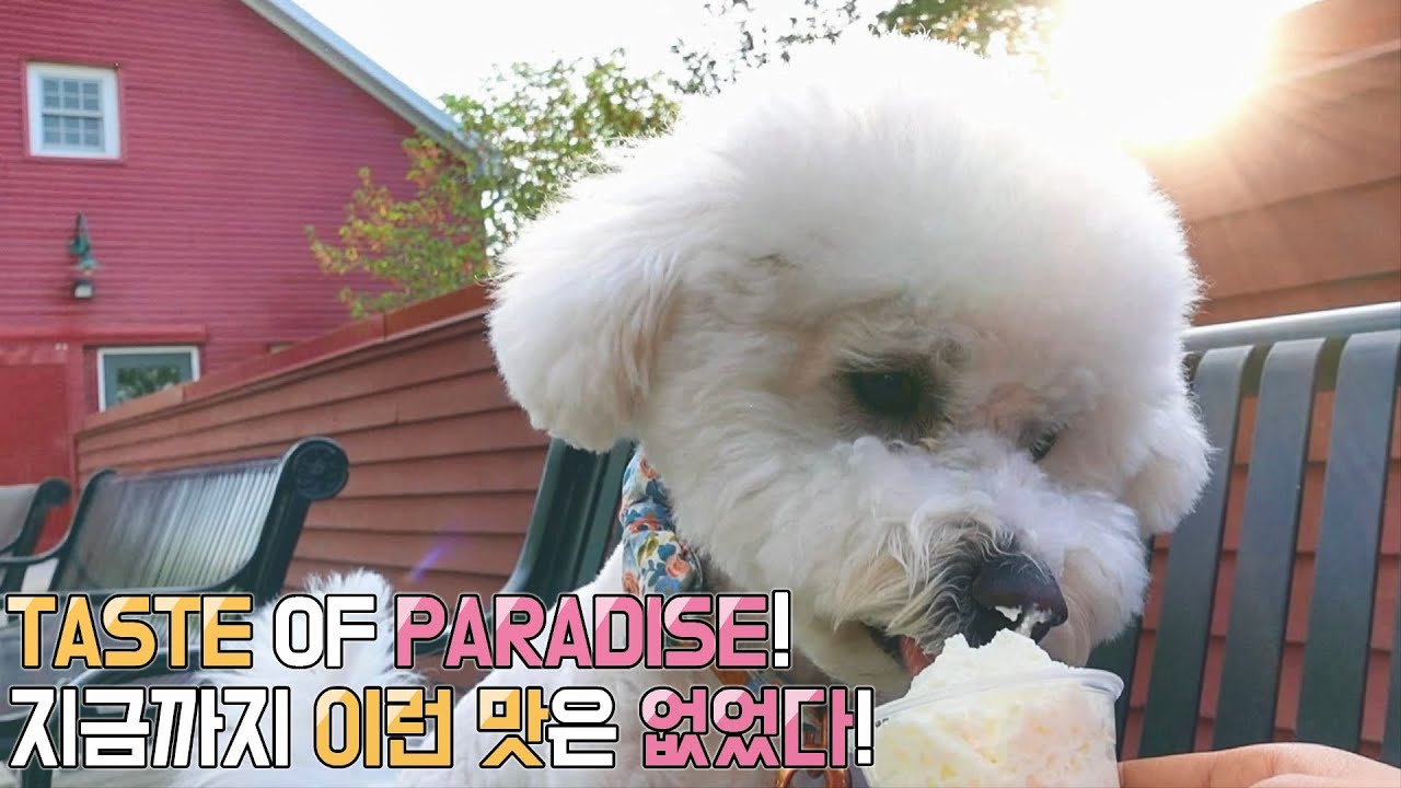 Bichons reaction to his first Puppuccino! Starbucks SOM-thing Special Secret Menu!