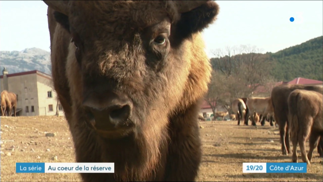 Au coeur de la r&eacute;serve des Monts d'Azur : aux petits soins avec les bisons