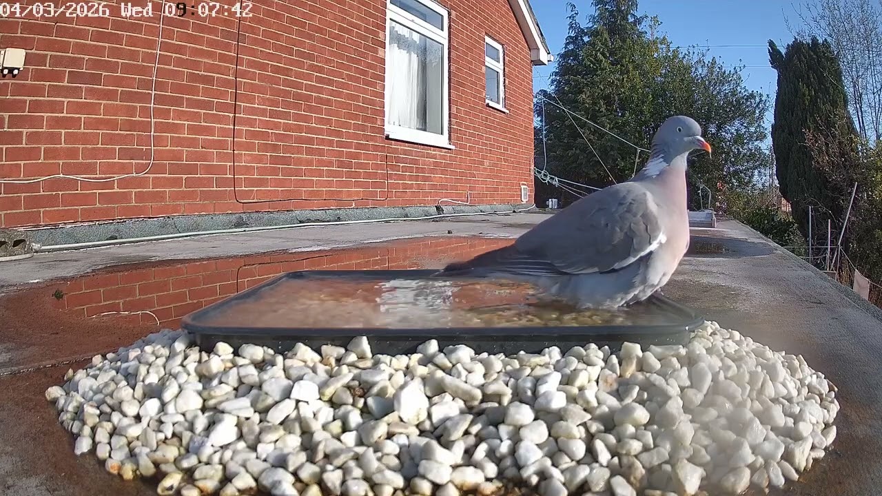 Wood pigeon and magpie, 4th March 2026