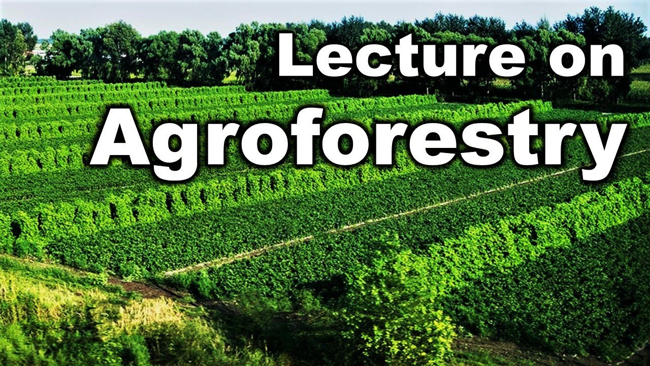 Lecture on Agroforestry | Agroforestry systems | Alternate Land Use System #ASCO #JagadishJena