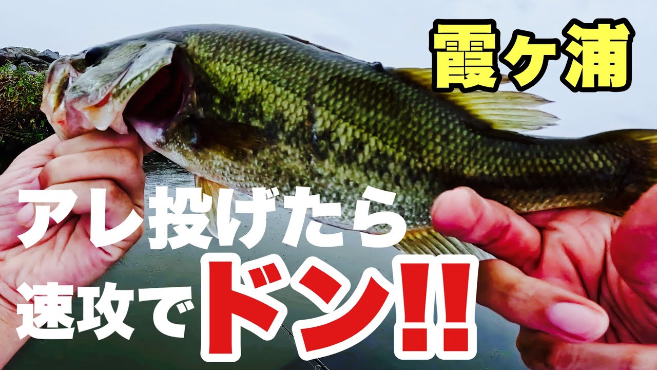 【9月初旬/霞ヶ浦】素直すぎる！釣れそうな所に投げたら3投くらいで普通に釣れた！247話