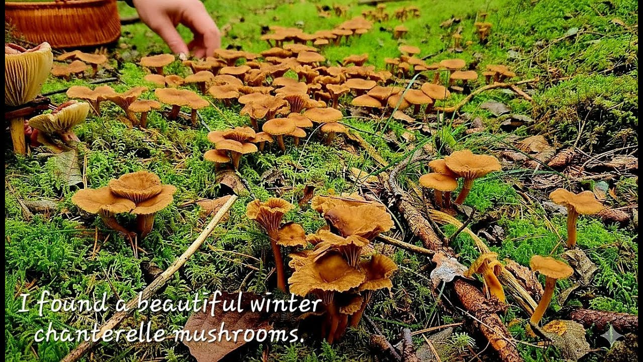 I found a beautiful winter chanterelle mushrooms. 🍄เห็ดดำ