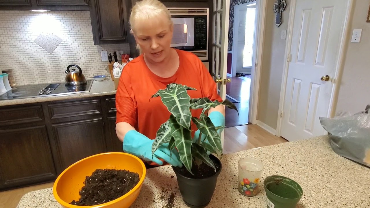 REPOTTING MY POLY ELEPHANT EAR ALLOCASIA PLANT | DONNA JOSHI