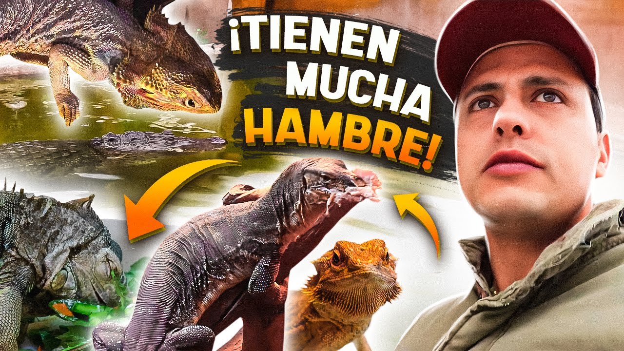 De Reptiles a Cocodrilos y Serpientes: CUIDANDO a mis ANIMALES EXÓTICOS