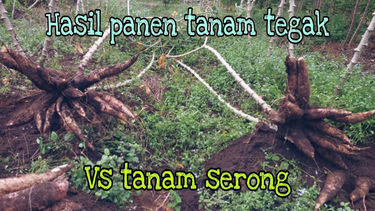 Perbandingan Hasil Panen Singkong Yang Ditanam Tegak VS Ditanam Serong