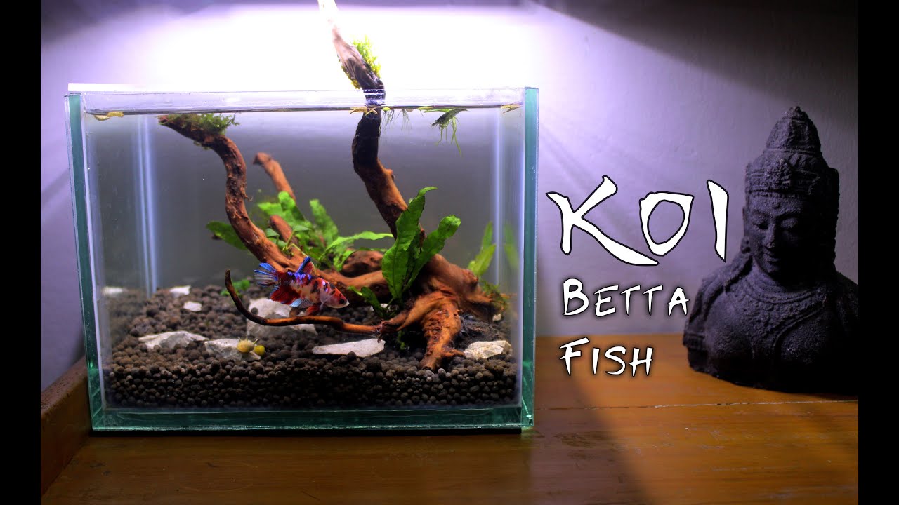Koi Betta Fish Tank, No CO2, No Ferts, No Filter Natural Super Nano Tank