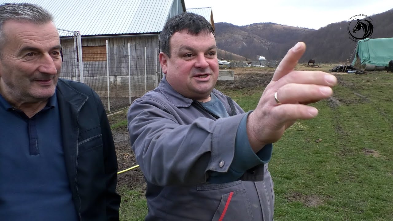 - Šest vukova napalo mi je krdo konja na Plješevici  a odbranili su ih pametni Šarplaninci -