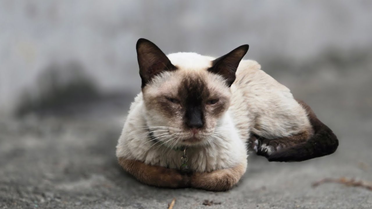 Ran into our favorite Siamese cat tonight, then wandered along the canal toward Ratchawat Bridge.