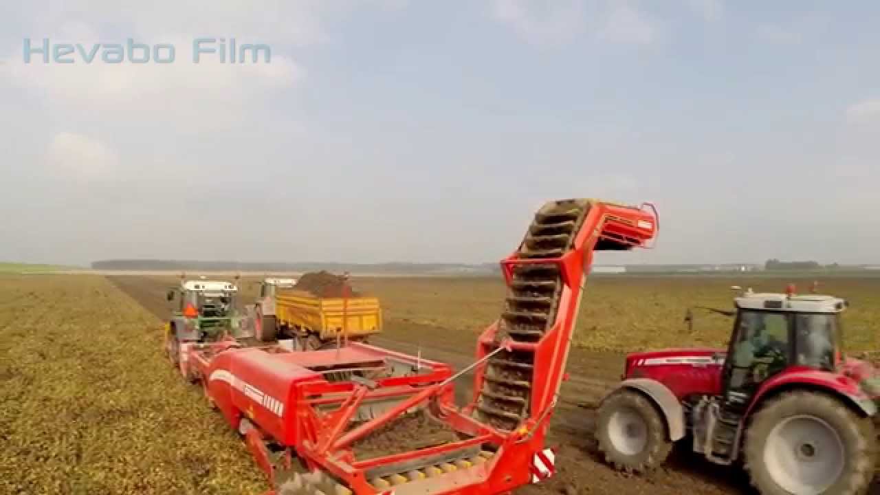 Rode Bieten rooien met de Grimme GZ 1700 +Keulmac loofklapper +Fendt 313
