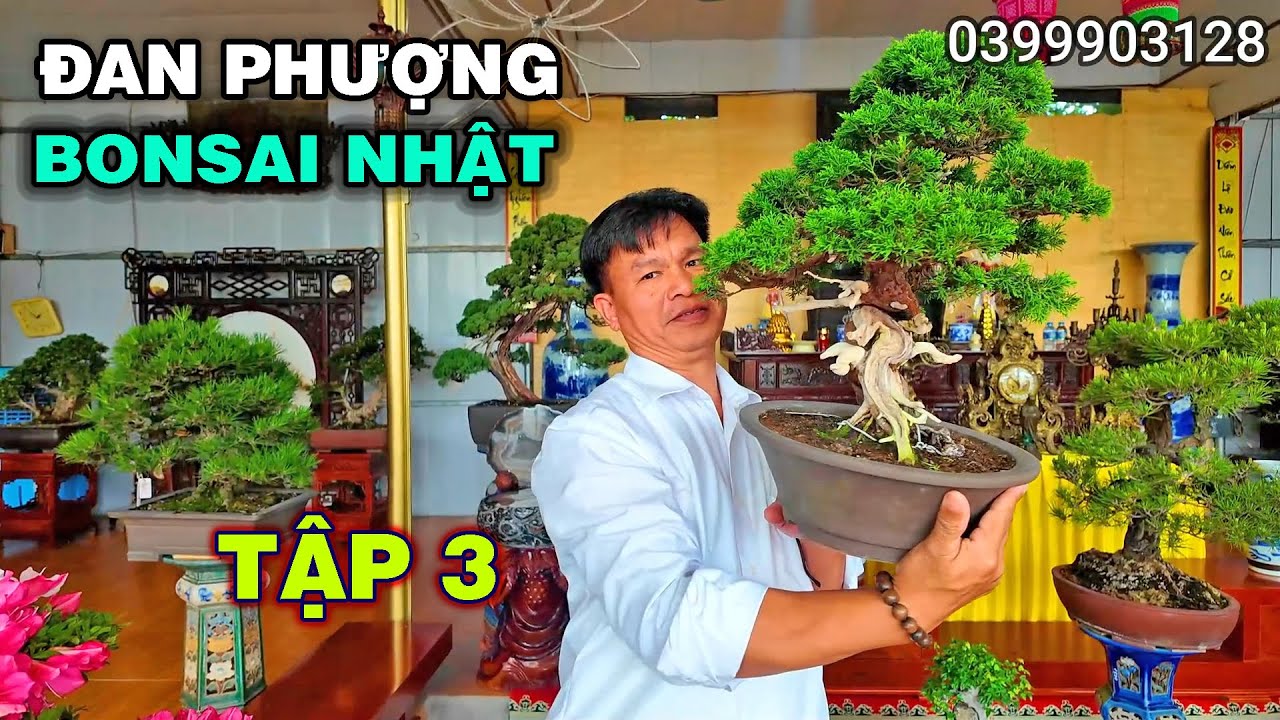 Giao lưu dàn bonsai Nhật 
